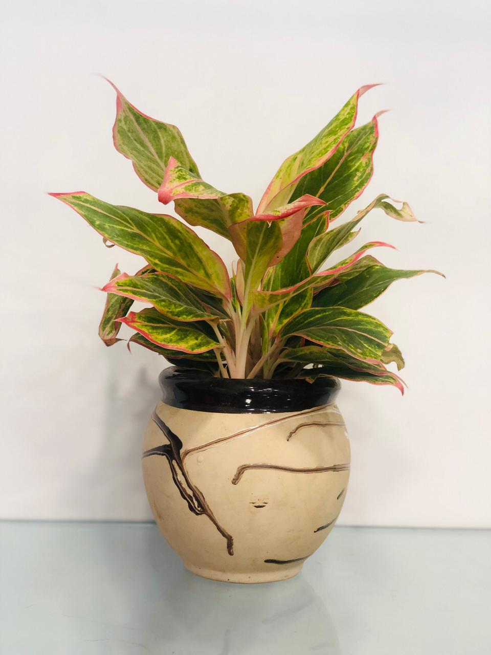 A Dash Of Pink - Lipstick Plant