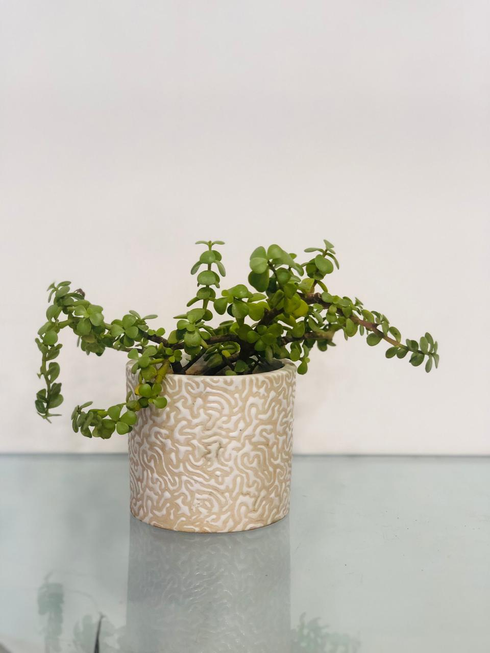 Branching Out - Jade Plant