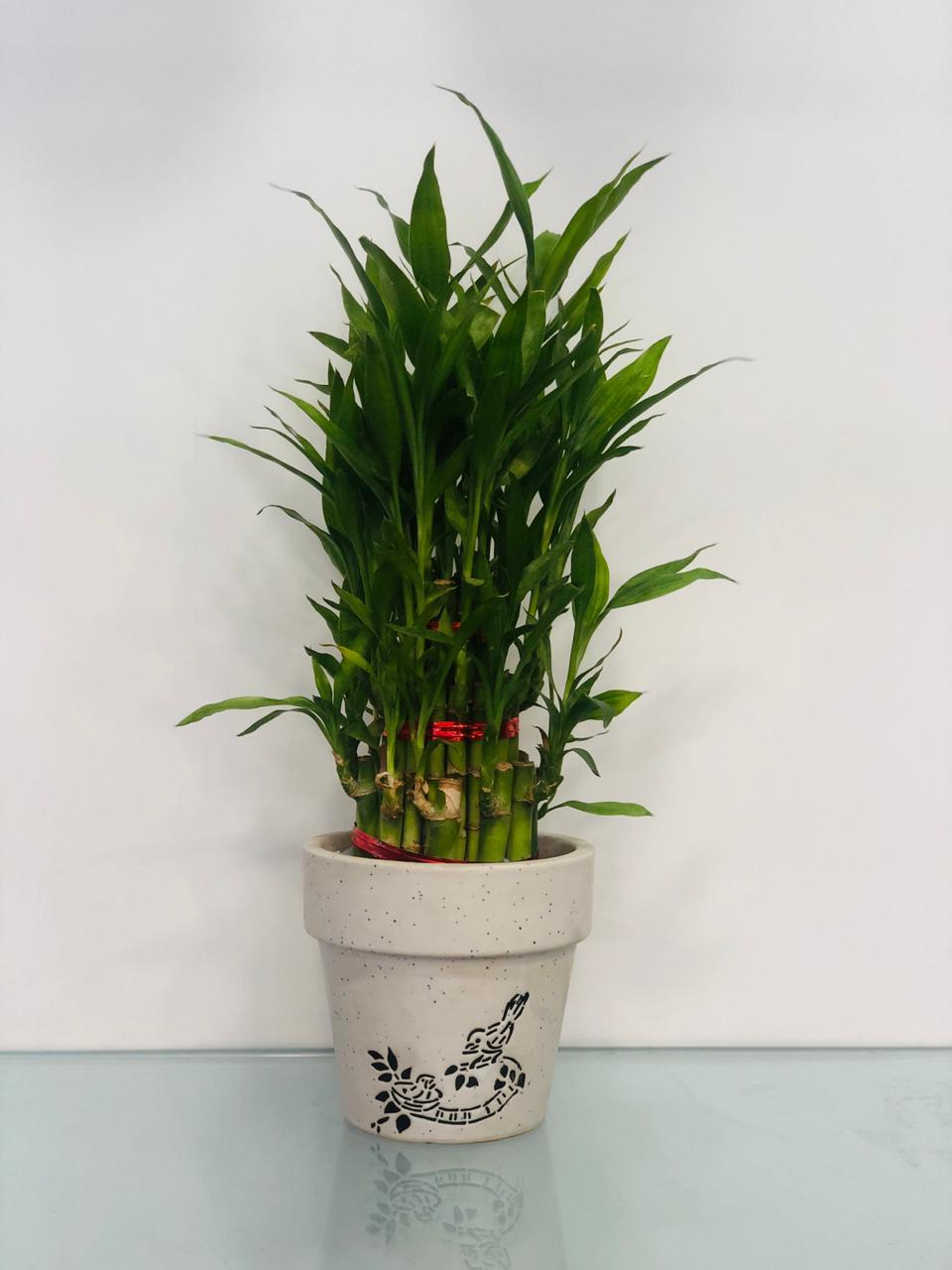 Bring In The Luck - Bamboo Plant