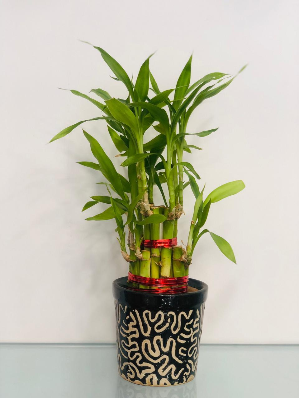 Luck By Chance - Bamboo Plant