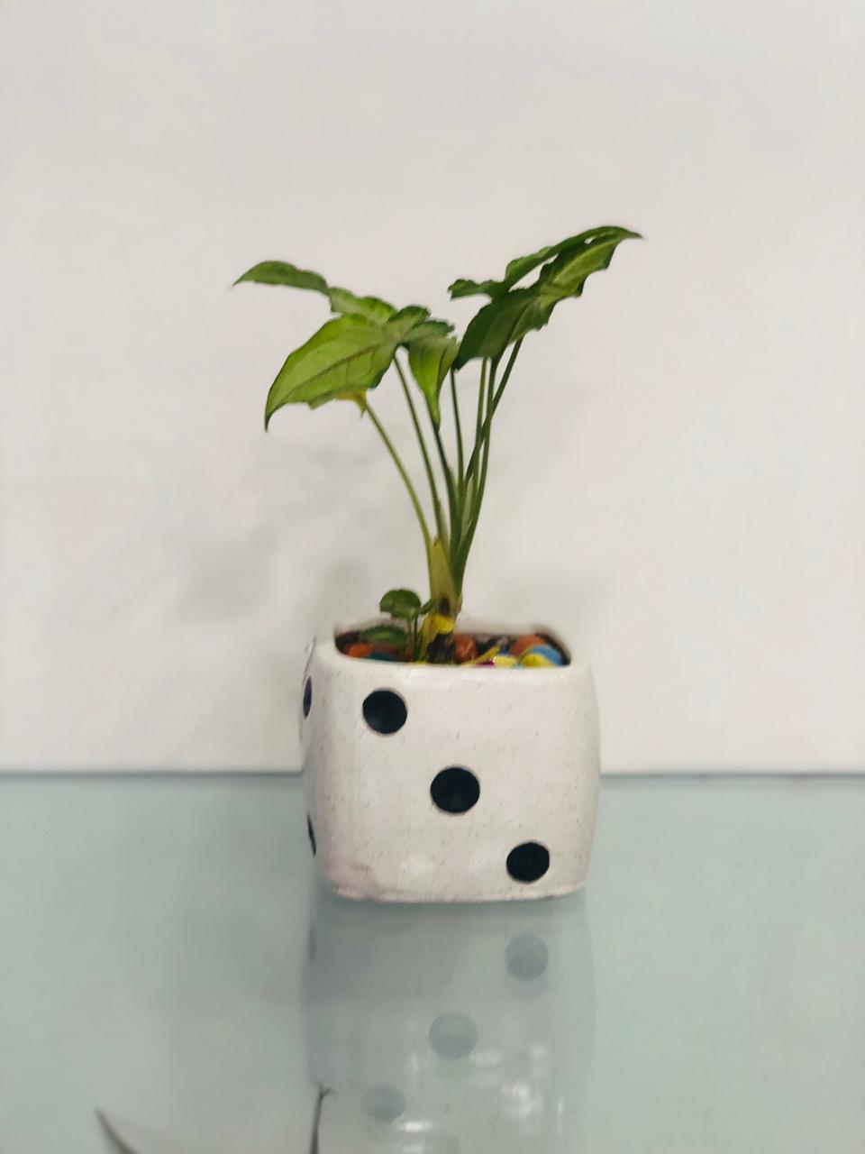 Shades Of Green - Yami Plant
