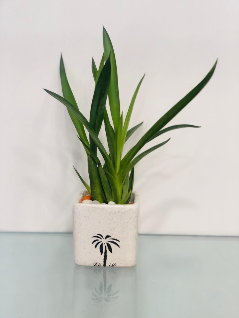 Spread Your Wings - Agave Plant