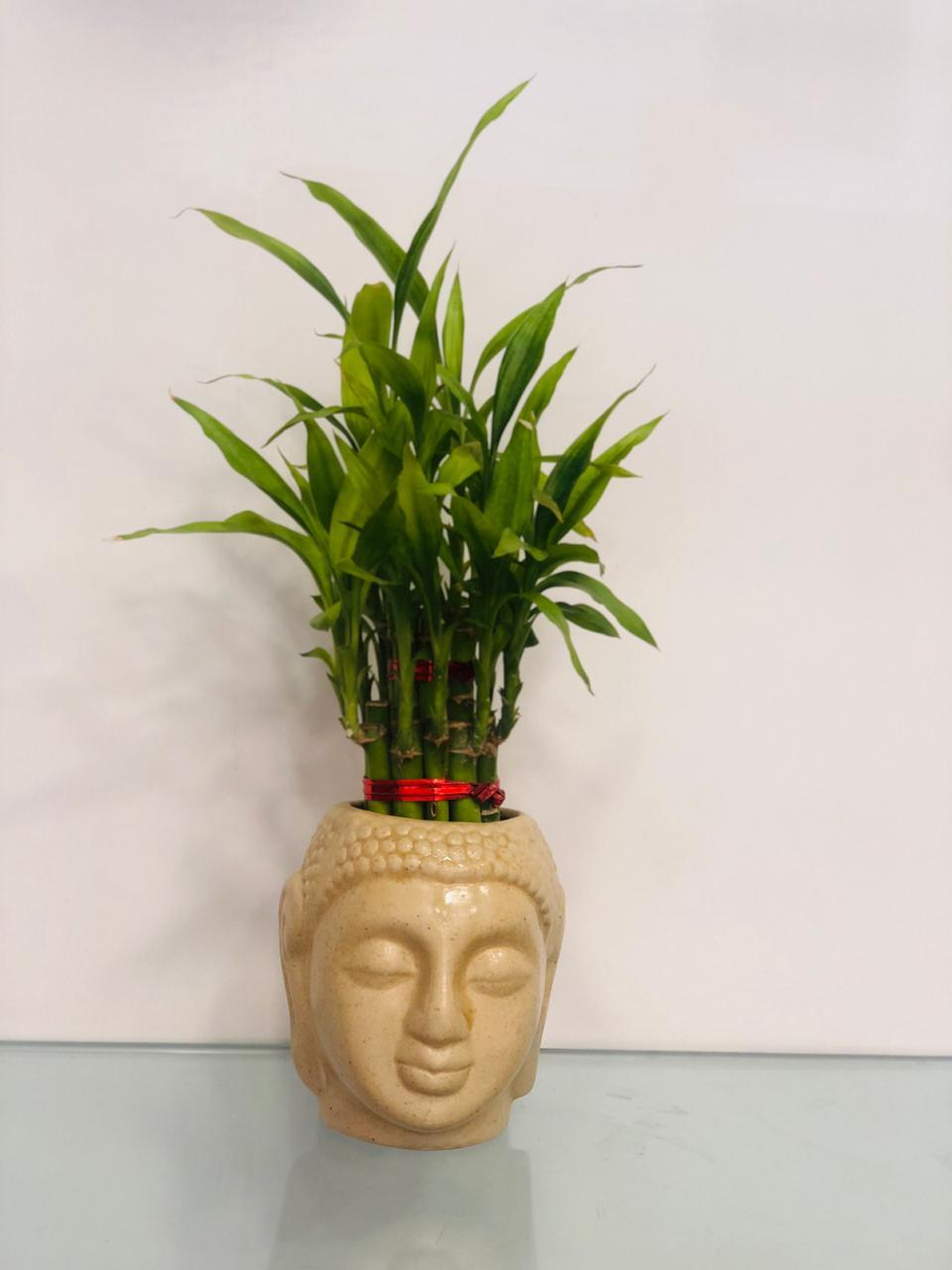The Fortunate Incident - Bamboo Plant