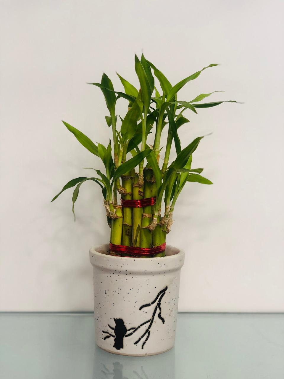 The Give Some Luck - Bamboo Plant
