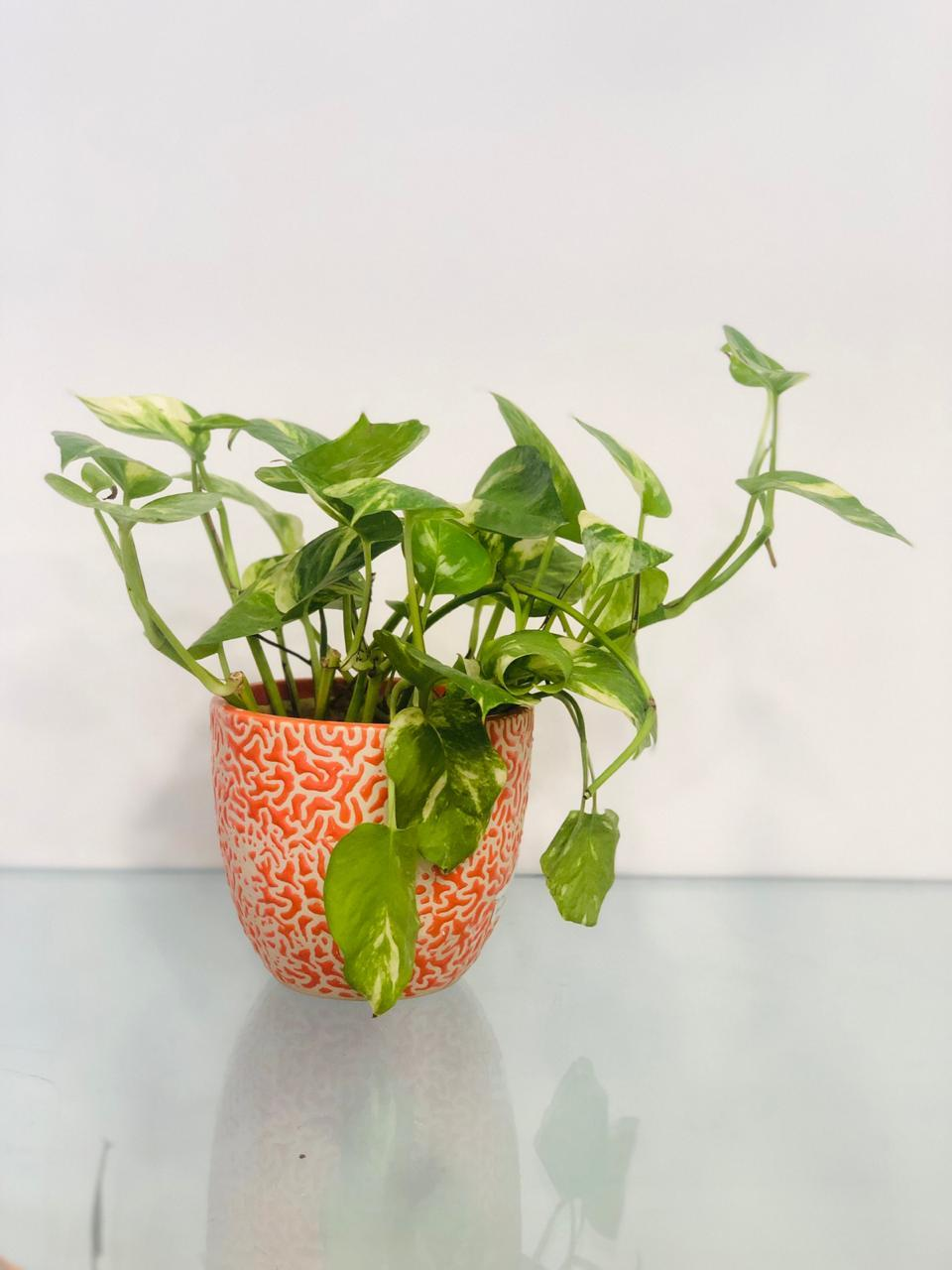 The Let It Ripple - Golden Money Plant