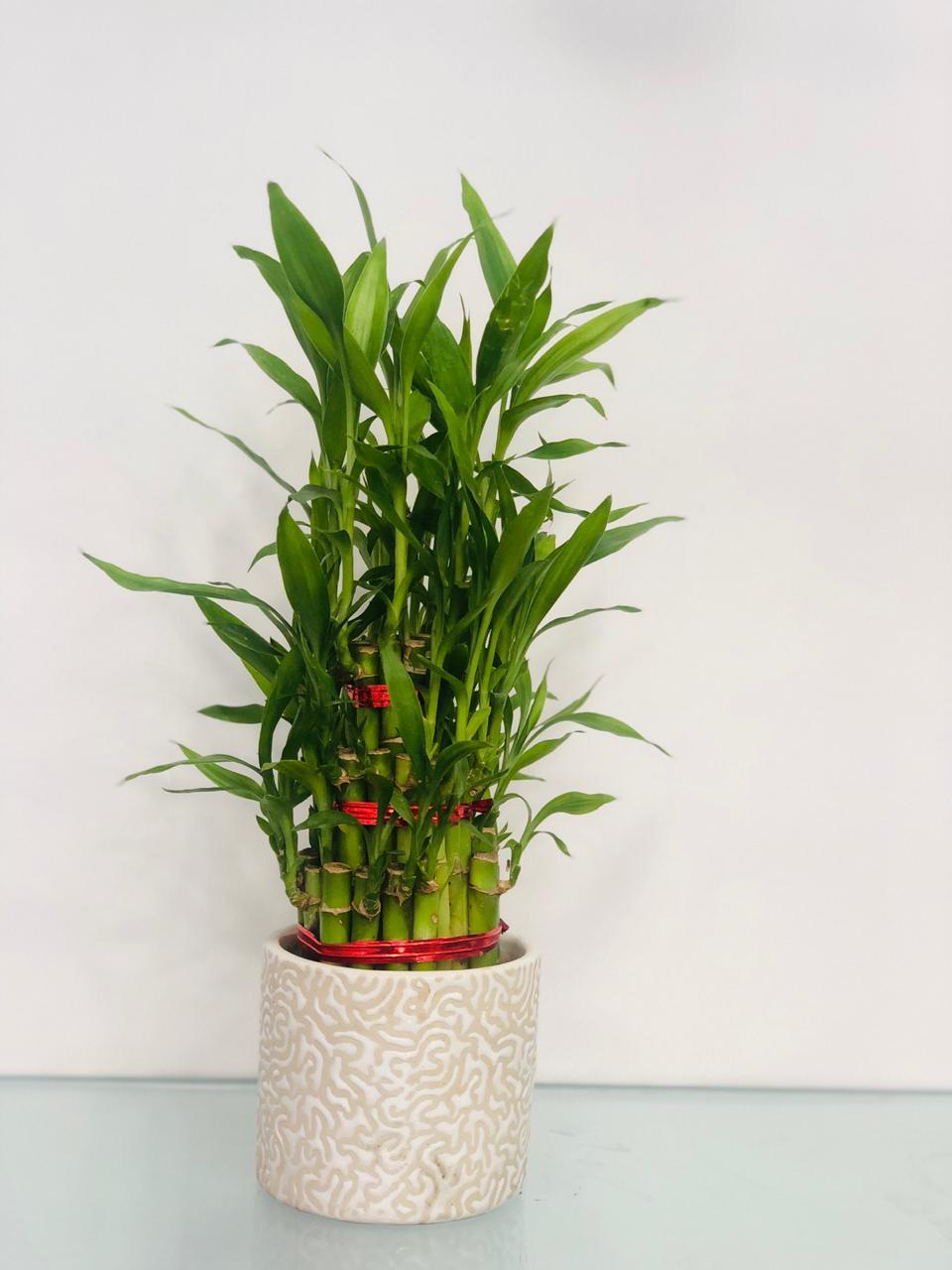 The Lucky Shot - Bamboo Plant