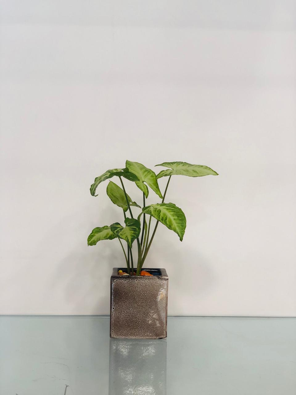 The Lush Velvet - Syngonium Plant