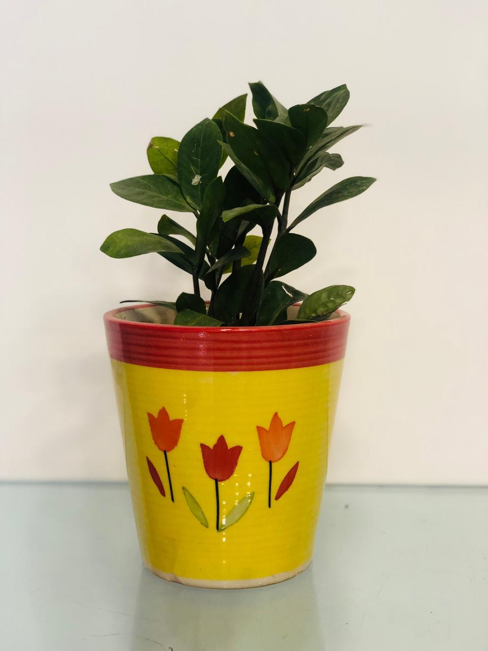 The Smooth Gloss - Zamia Plant