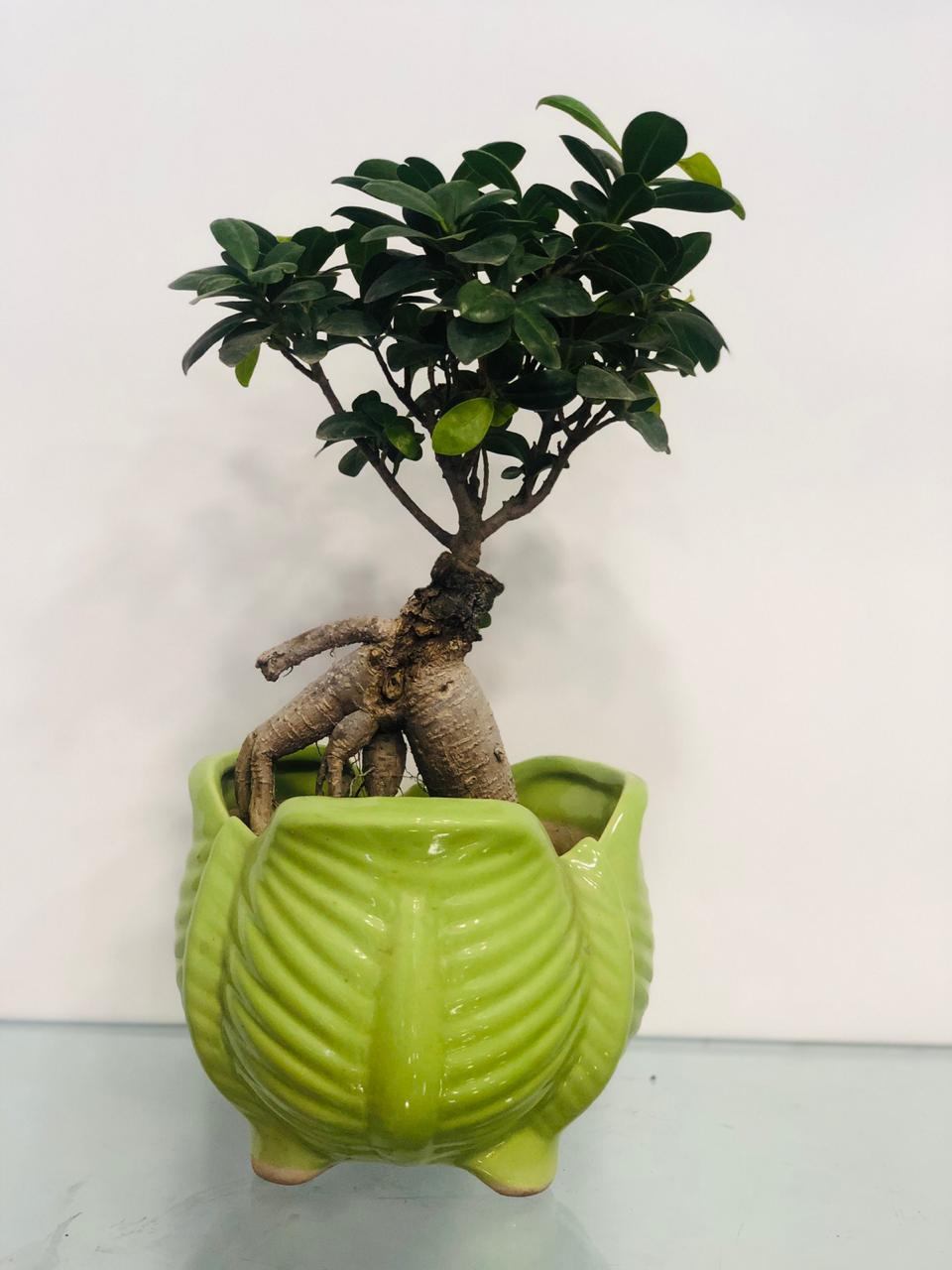 The Tiny Traits - Bonsai Plant