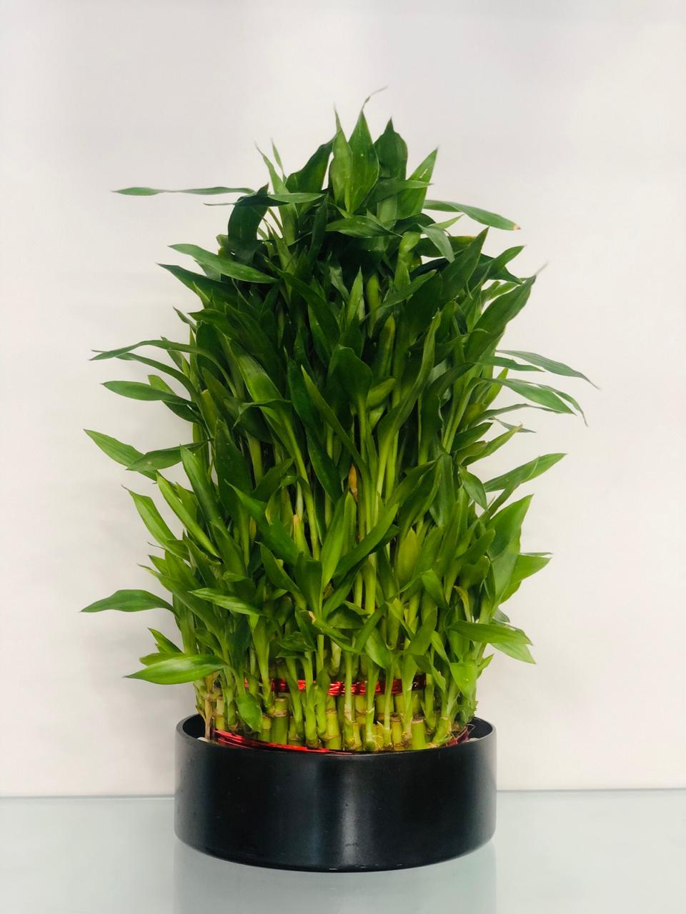 Wishing You Luck - Bamboo Plant
