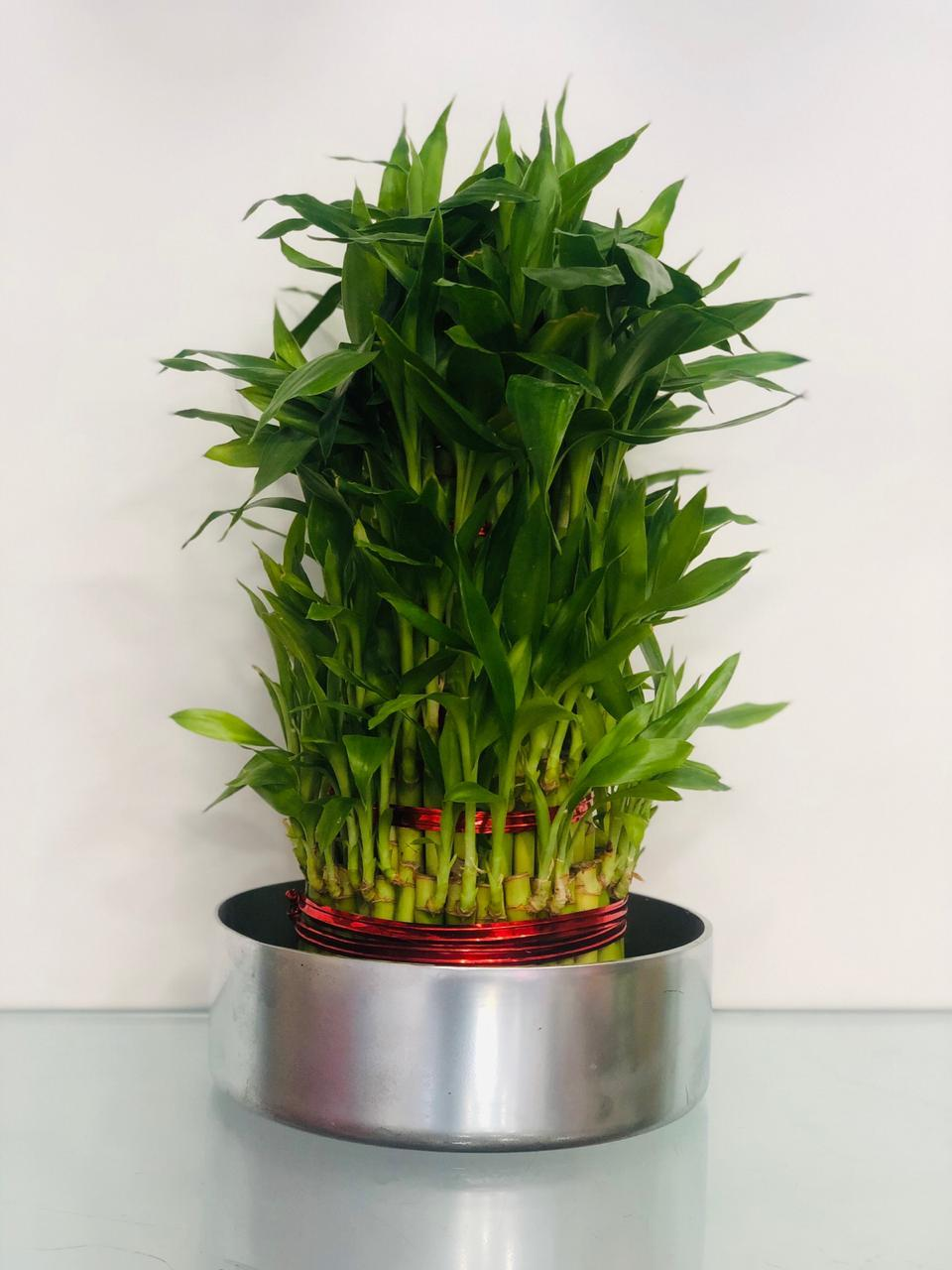 Your Lucky Star - Bamboo Plant
