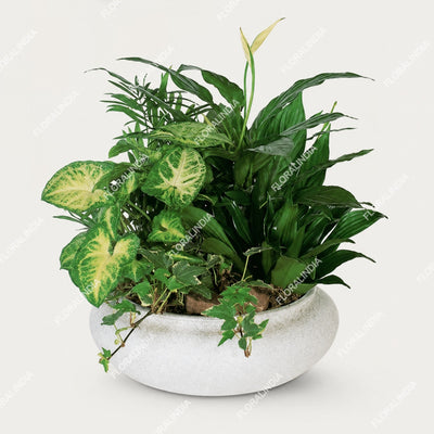 Dish Garden