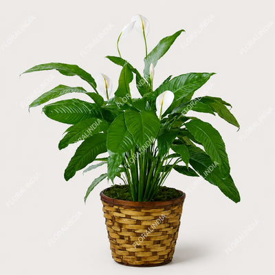 Peace Lily Plant