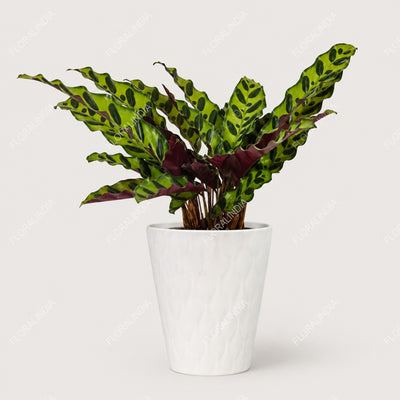 Rattlesnake Calathea Potted
