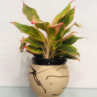 A Dash Of Pink - Lipstick Plant