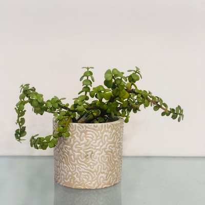 Branching Out - Jade Plant
