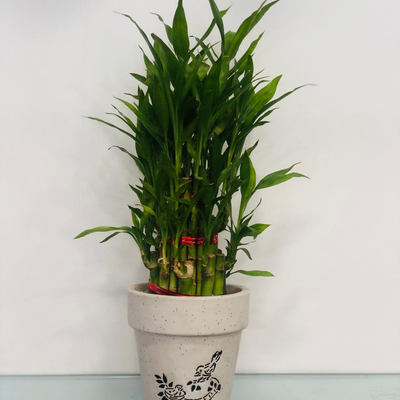 Bring In The Luck - Bamboo Plant