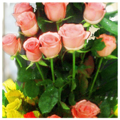 The Rainbow Of Roses