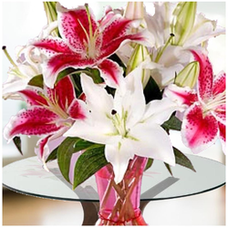 Flower_Collection_30