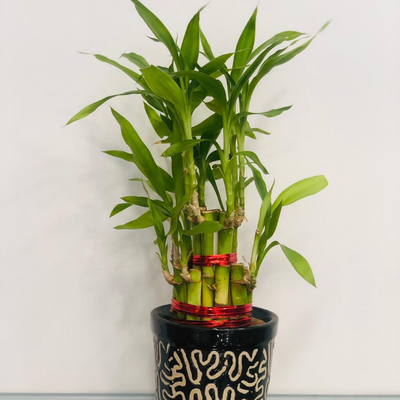 Luck By Chance - Bamboo Plant