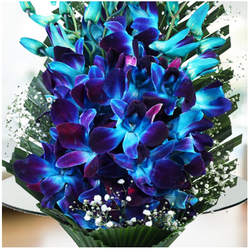 None Like A Classic Orchid!