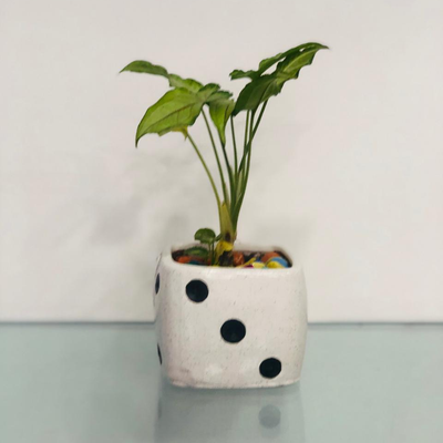 Shades Of Green - Yami Plant