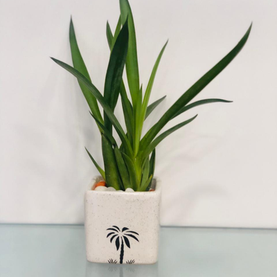Spread Your Wings - Agave Plant