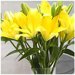 The Exotic Yellow Asiatic Lilies Bouquet