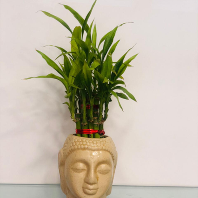 The Fortunate Incident - Bamboo Plant