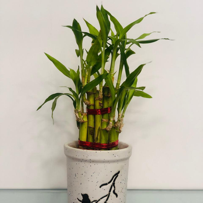 The Give Some Luck - Bamboo Plant