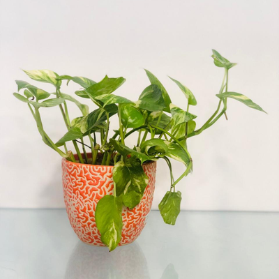 The Let It Ripple - Golden Money Plant