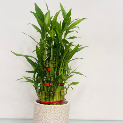 The Lucky Shot - Bamboo Plant