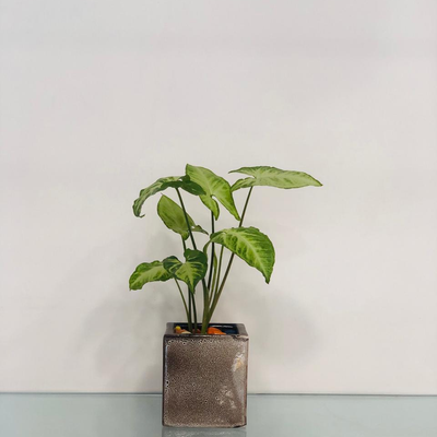 The Lush Velvet - Syngonium Plant