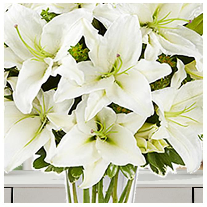 The Pristine White Lilies