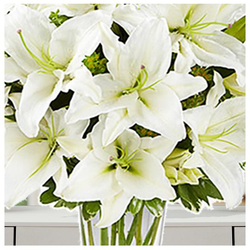The Pristine White Lilies