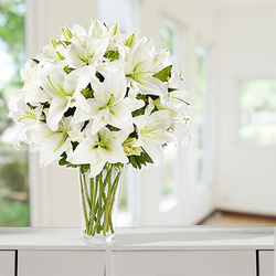 The Pristine White Lilies