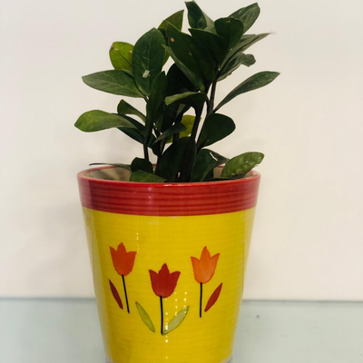 The Smooth Gloss - Zamia Plant