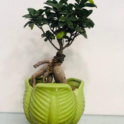 The Tiny Traits - Bonsai Plant