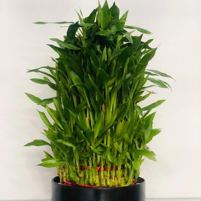 Wishing You Luck - Bamboo Plant