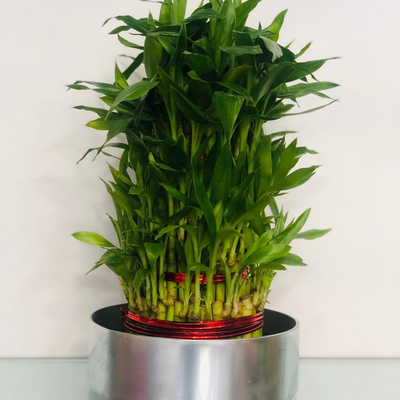 Your Lucky Star - Bamboo Plant